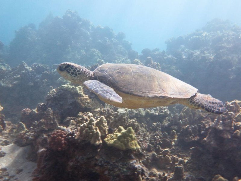 Tortuga verde