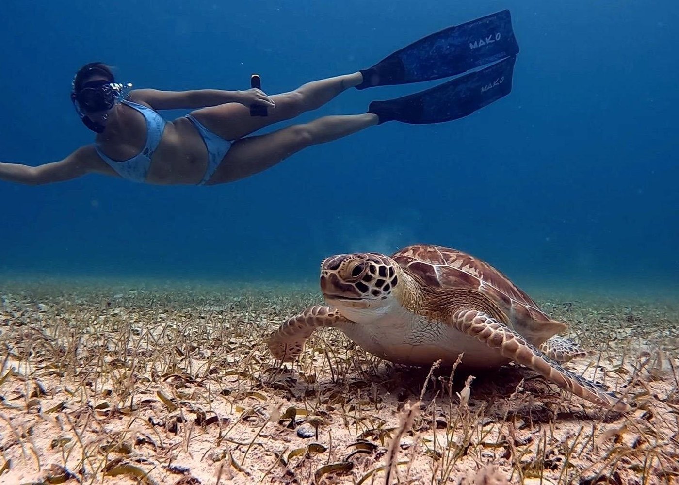 Private Turtle Spotting Snorkeling Excursion in Aruba


