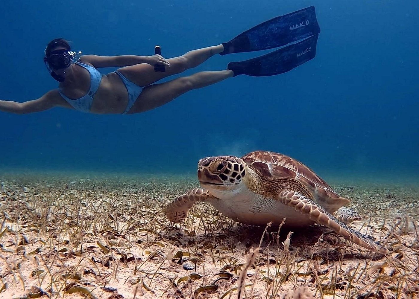 Aruba Travel Guide 10 Private Turtle Spotting Snorkeling Excursion in Aruba
