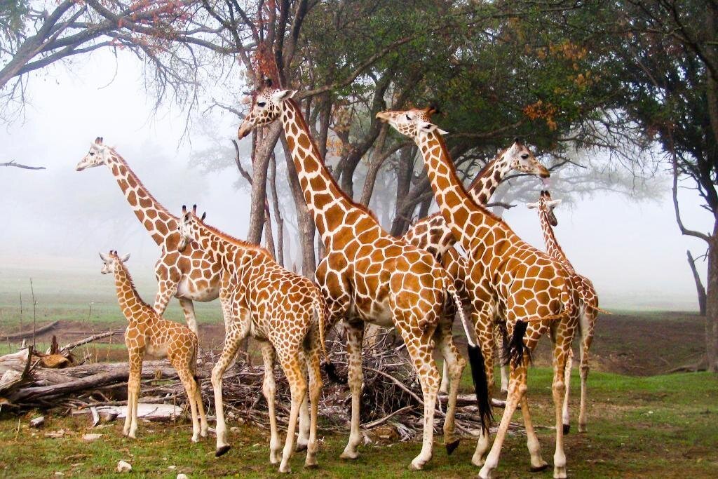 Most Popular Kenya Tours