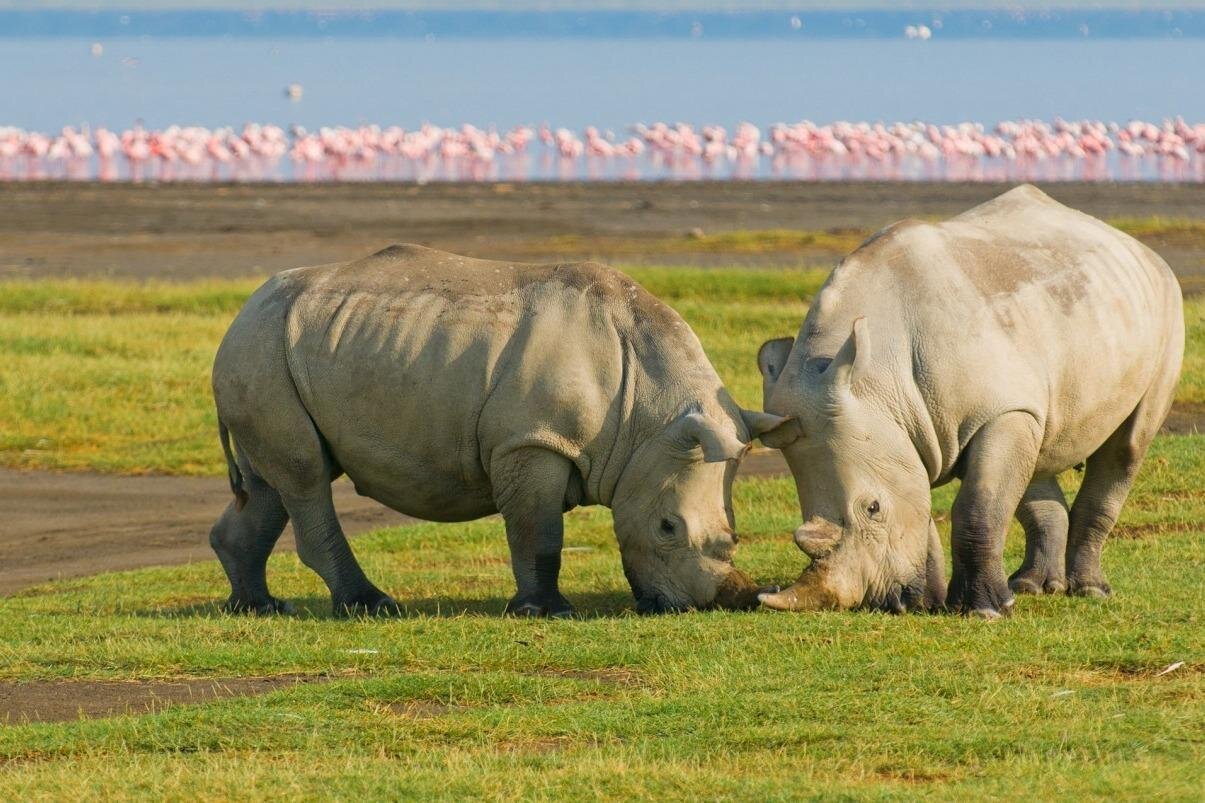 Top-Rated Kenya Tours & Experiences