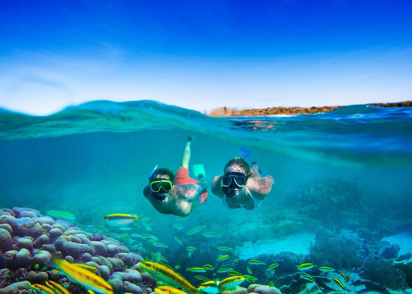 Two people snorkeling surrounded by yellow fish on a tour in jamaica