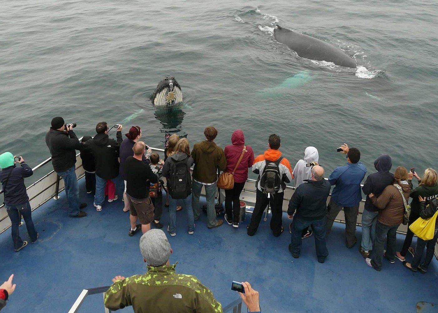 Newfoundland Puffin and Whale Watch Cruise