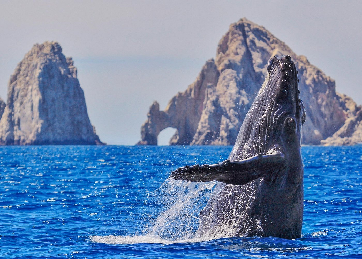 Arch of Cabo El Arco Tours 5 Whale Watching Cruise near El Arco