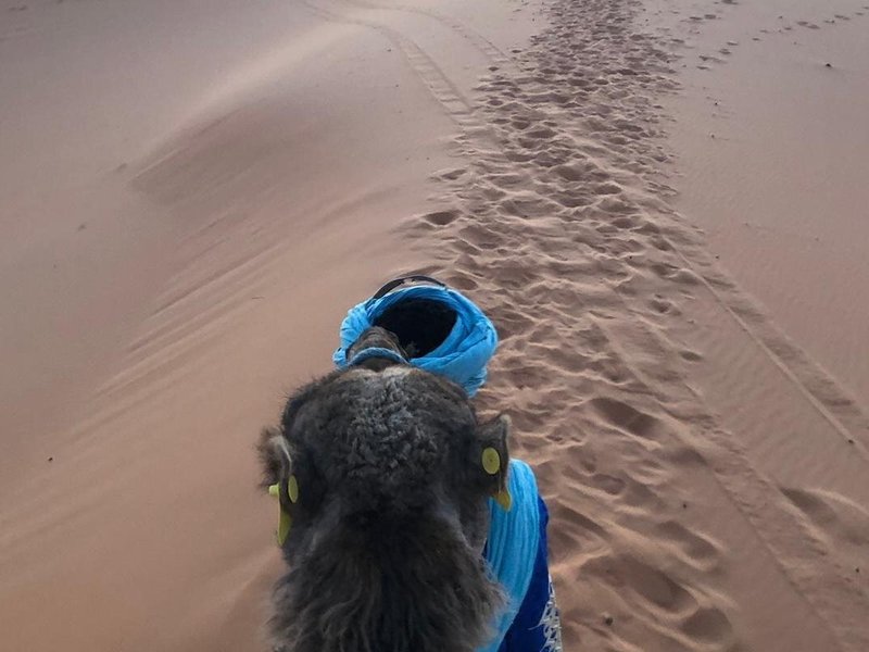 Camel Trip