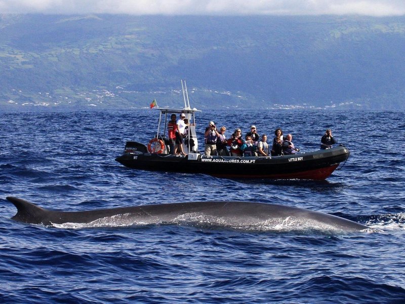 Fin Whale and one of our boats