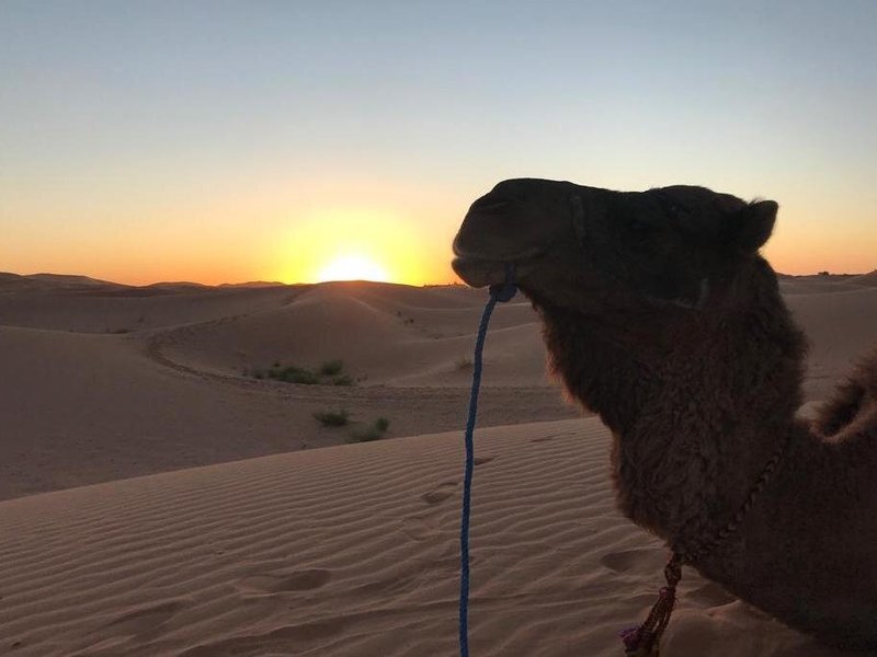 A camel set on the dunes with sunset view