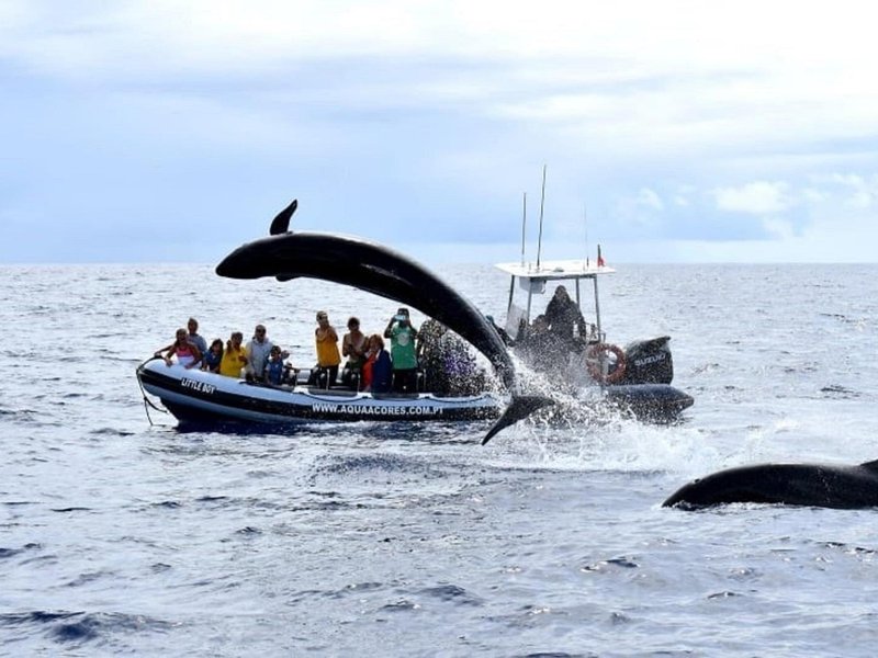 False Killer Whale Jumping and one of our boats