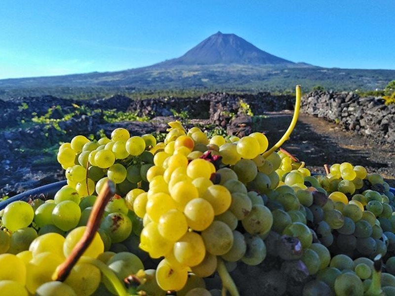 Grapes in the protected landscape of the vineyard (UNESCO)