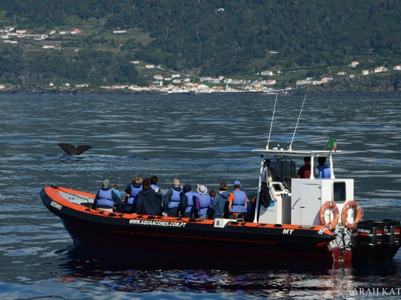 Sperm Whale diving and one of our boats
