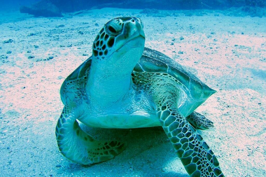 St Martin Tours 3 Creole Rock: Popular snorkeling stop included in many marine tours.