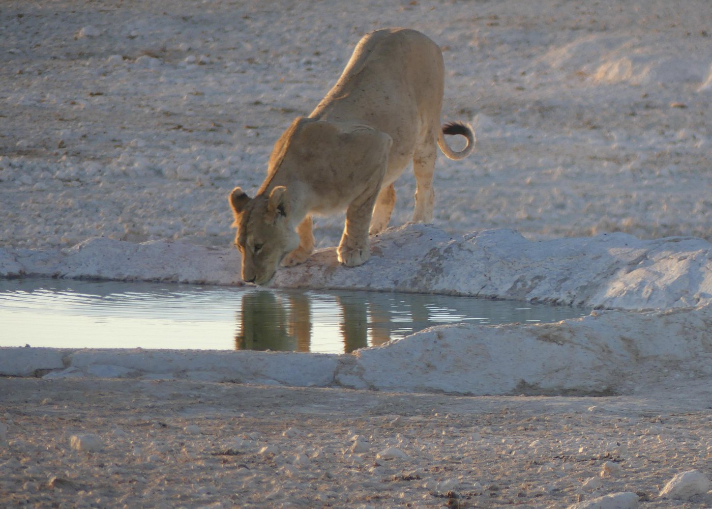 lioness drinking water on namibia safari