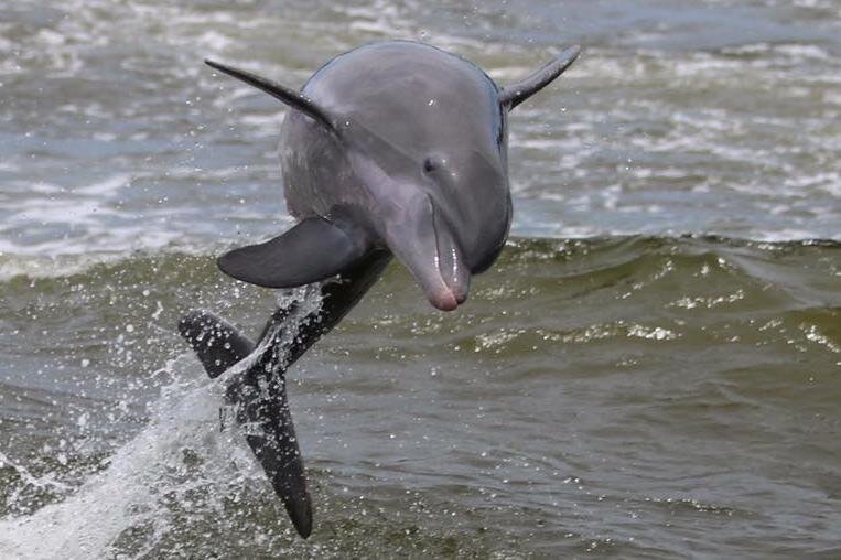 Book alabama gulf coast dolphin cruise orange beach