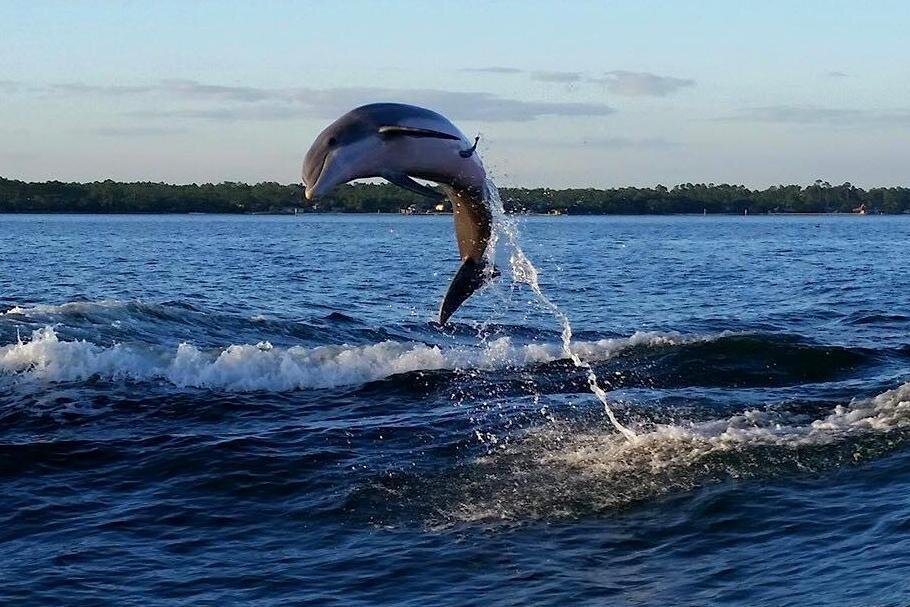 Book alabama gulf coast dolphin cruise orange beach