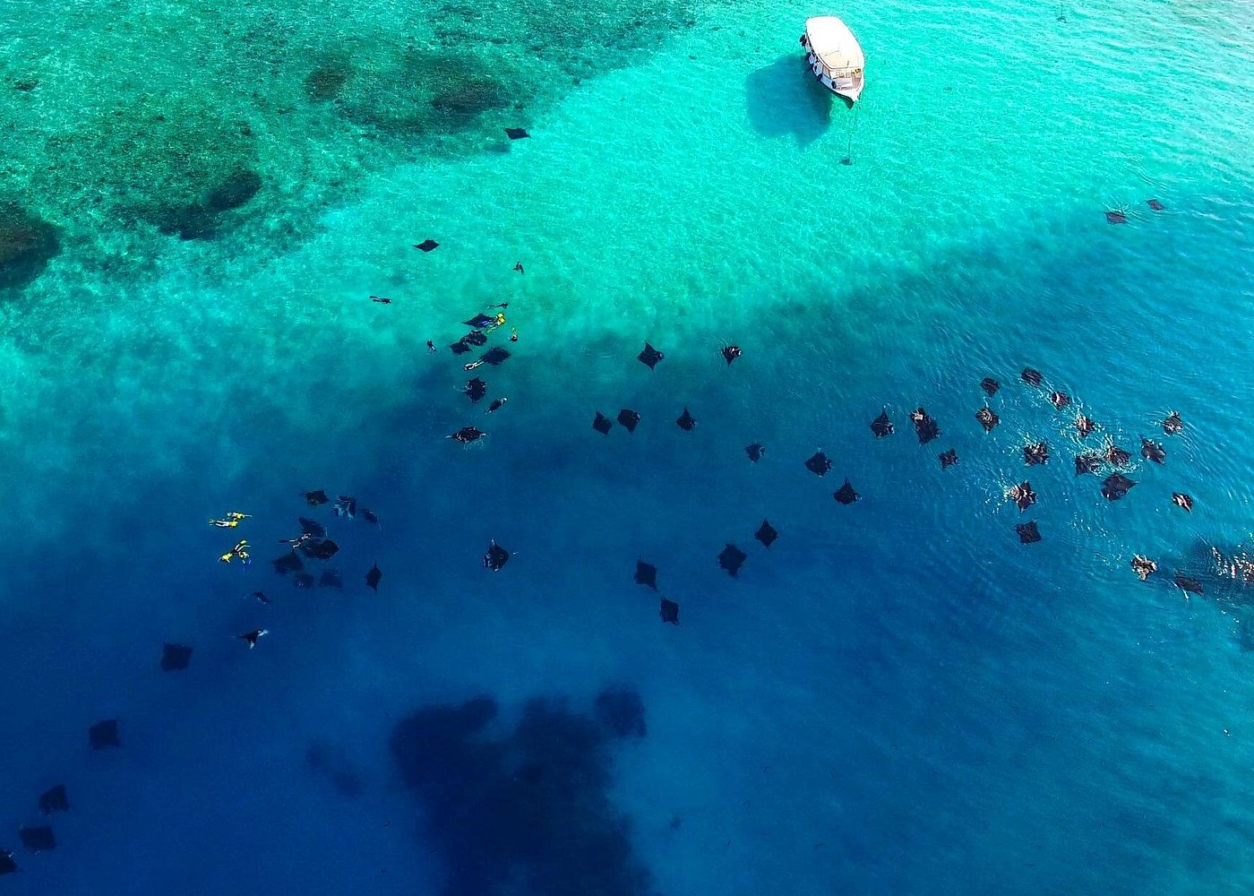 Hanifaru Bay Snorkeling with Whale sharks & Mana Rays
