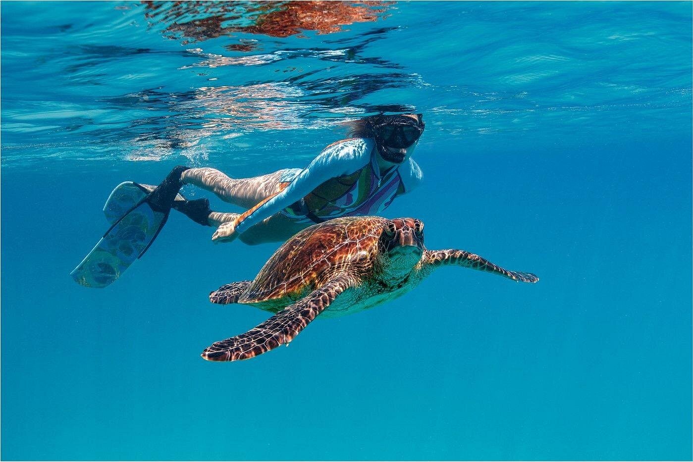 A Cook Islands Turtle Tour