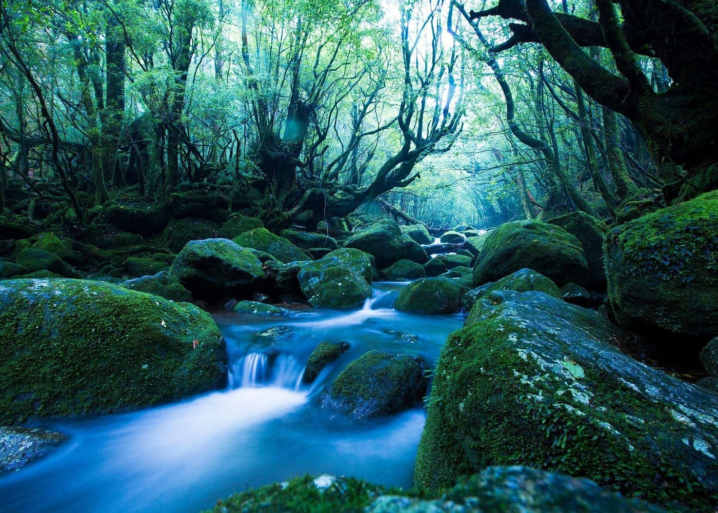 Serenity Uncovered: Peaceful Retreats & Tranquil Journeys 10 Yakushima Island, Japan: Ancient moss-draped forests.