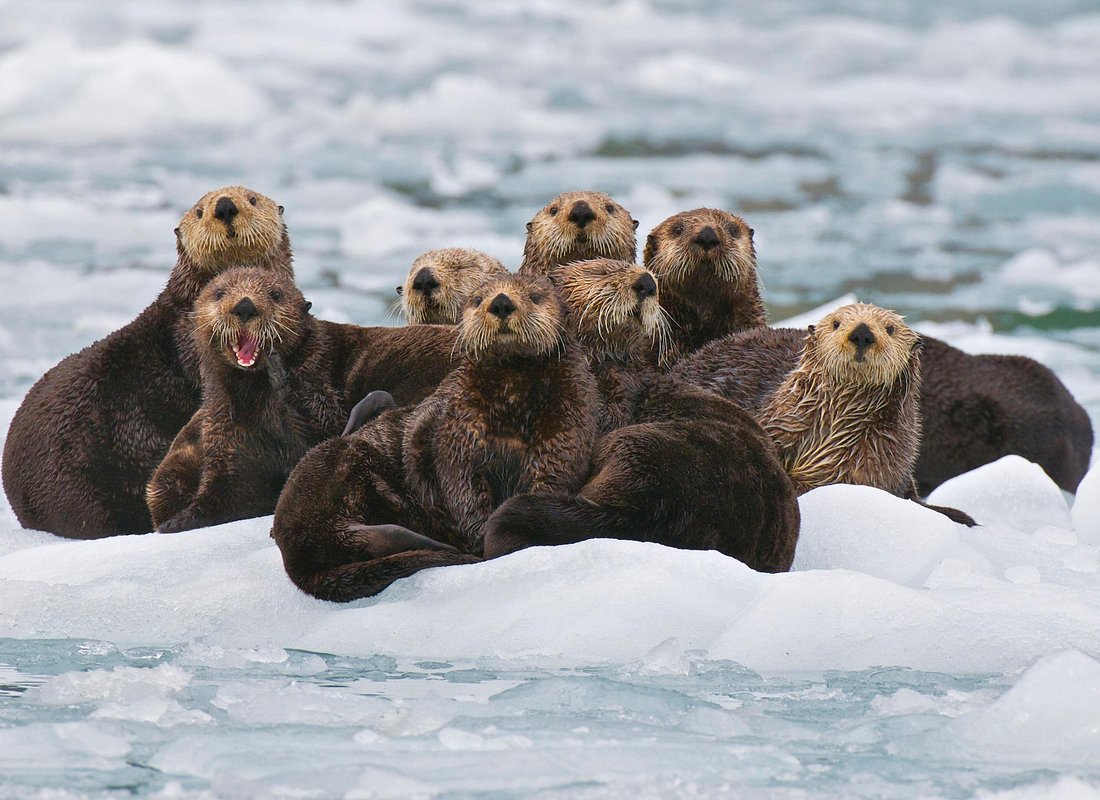 Experiencias en Anchorage caption