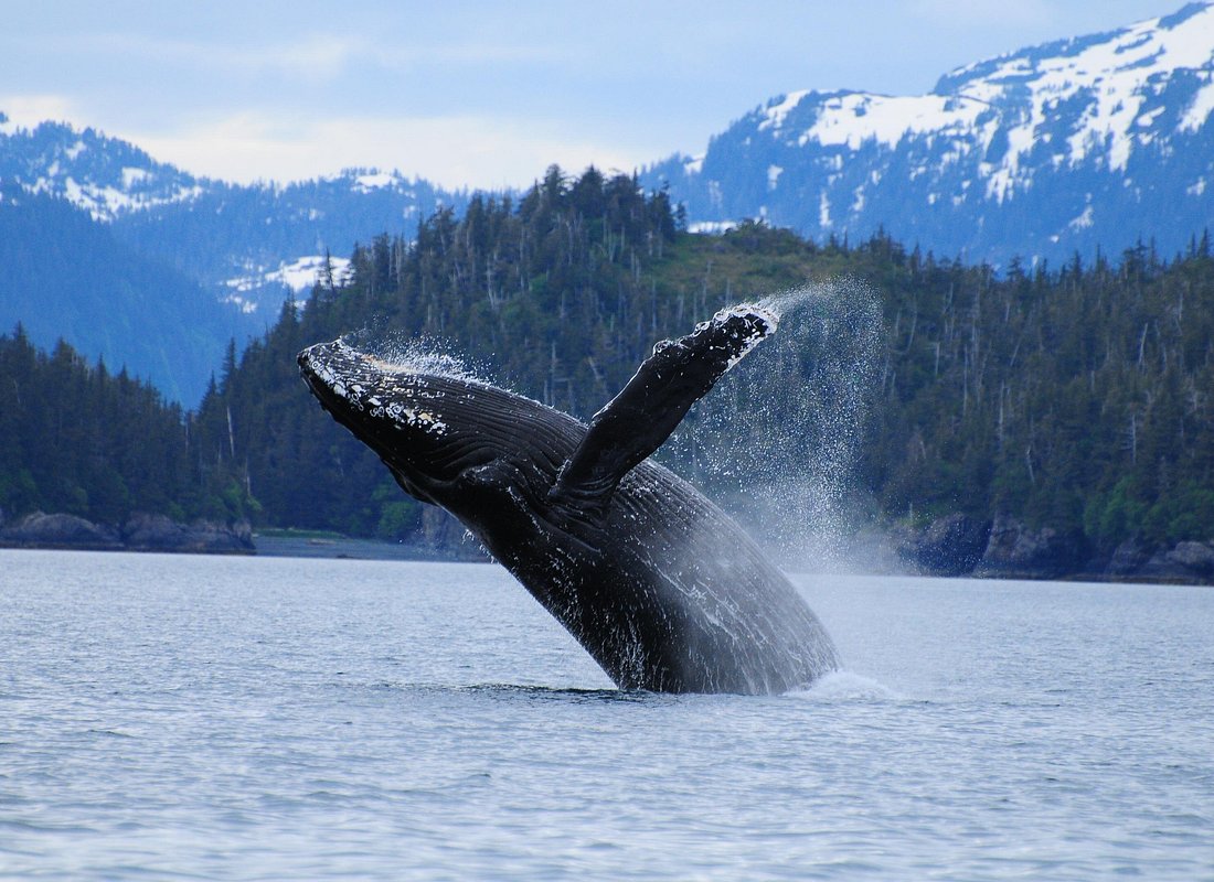 Experiencias en Anchorage caption