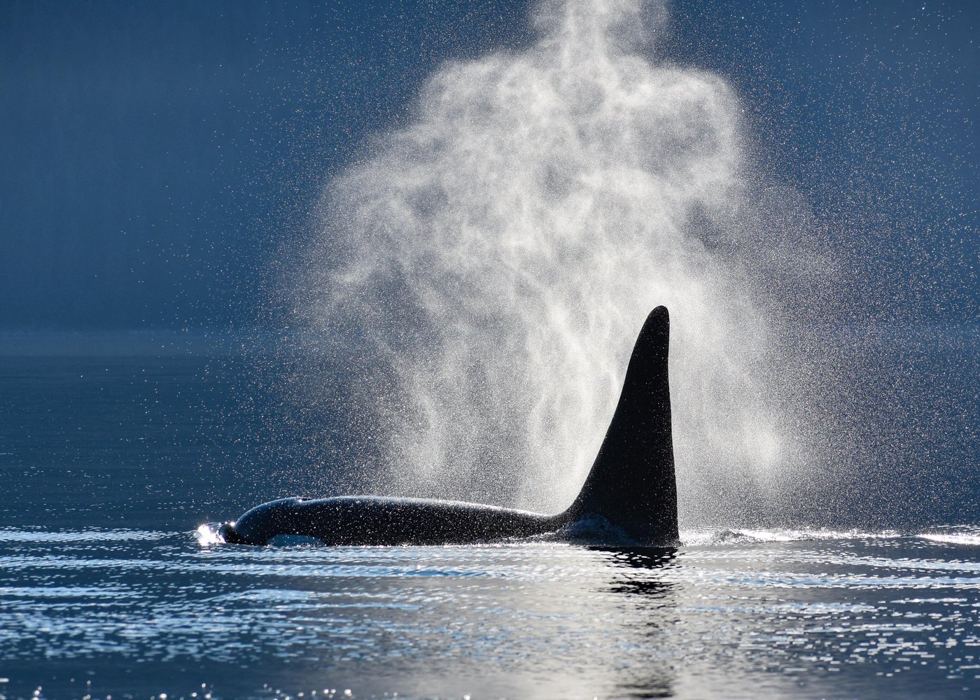 Activities in Alaska Tours