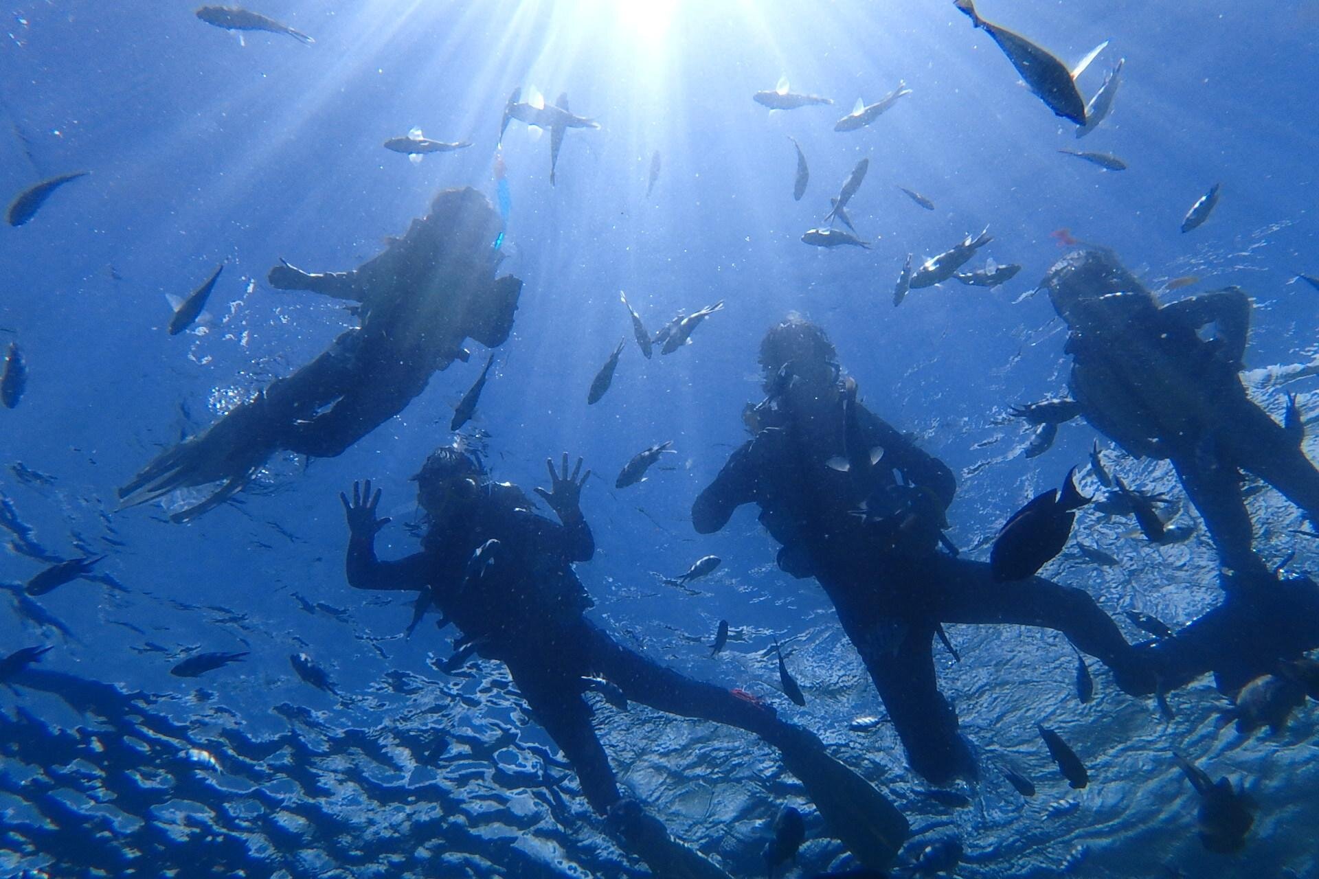 THE TOP 10 Japan Scuba Diving (Prices from $22)