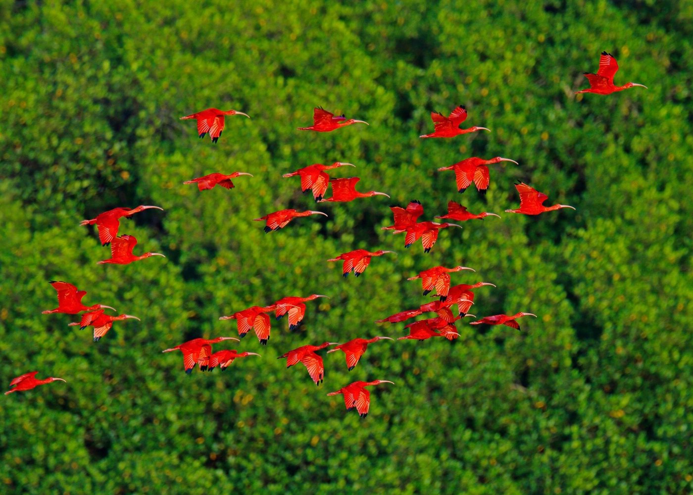 Tour the Caroni Bird Sanctuary at sunset