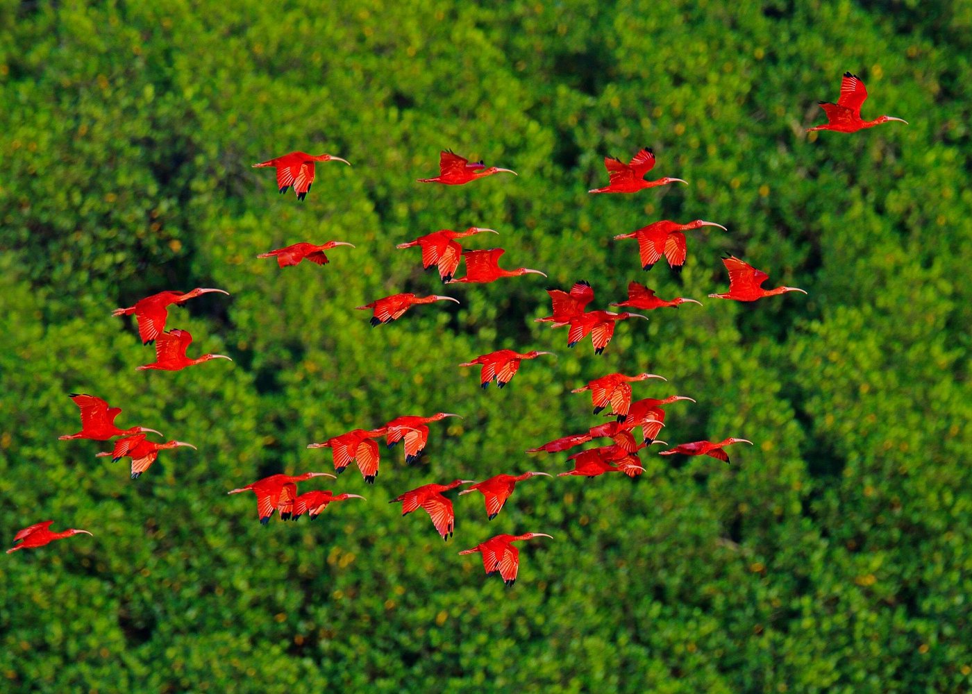 Trinidad and Tobago Tours – Unforgettable Island Escapes Tour the Caroni Bird Sanctuary at sunset