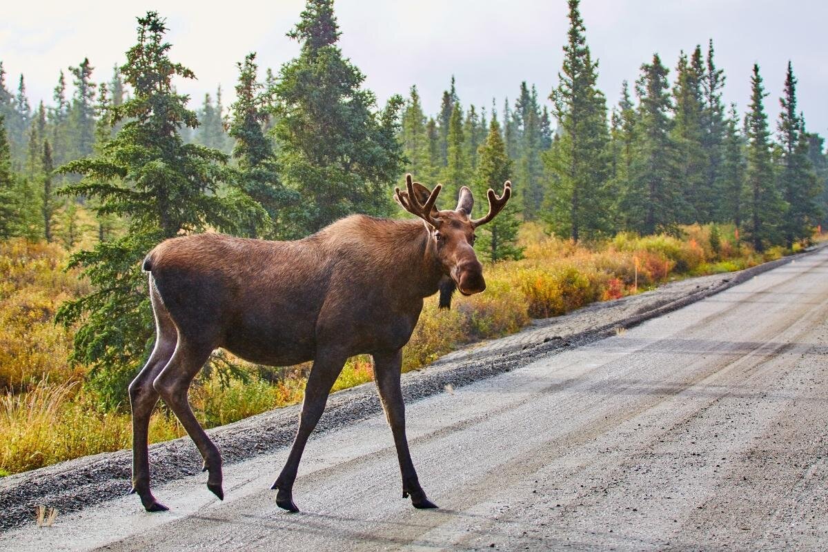 Alaska Wildlife Conservation Center