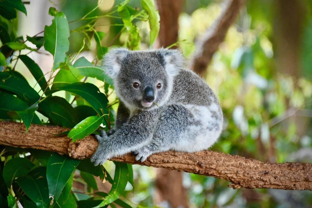 Featherdale Wildlife Park