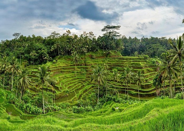 Tegalalang Rice Terrace (Sawah Terasering Tegalalang) Tours and Tickets