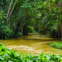 Martha Brae River