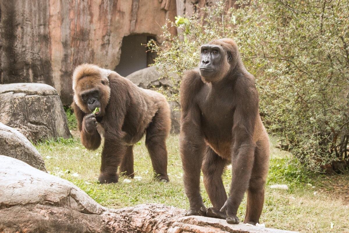Audubon Zoo