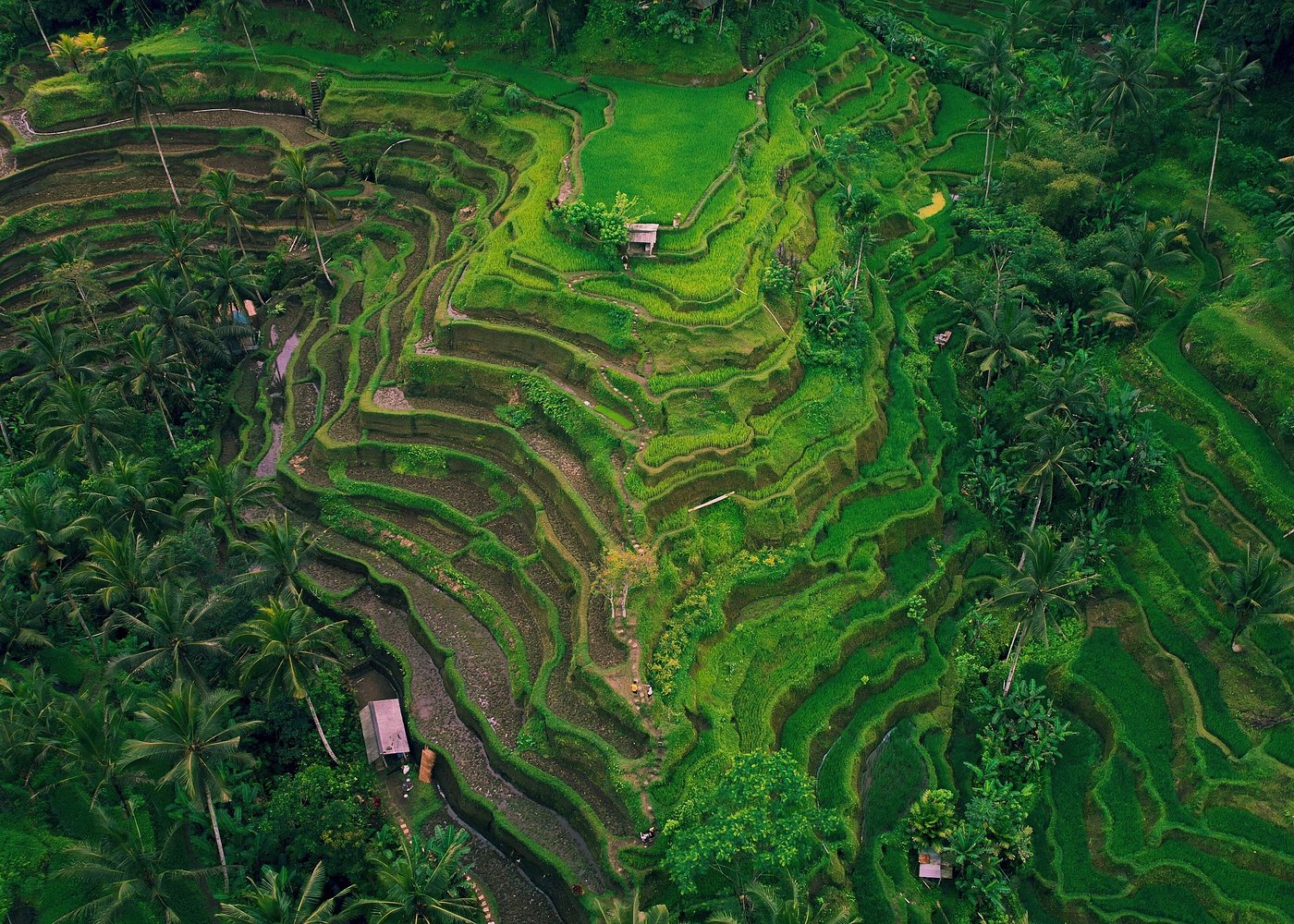Serenity Uncovered: Peaceful Retreats & Tranquil Journeys 9 Bali’s rice terraces at sunrise: A serene landscape in motion.