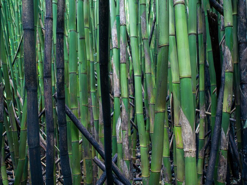 Camino a Hana - Bosque de bambú