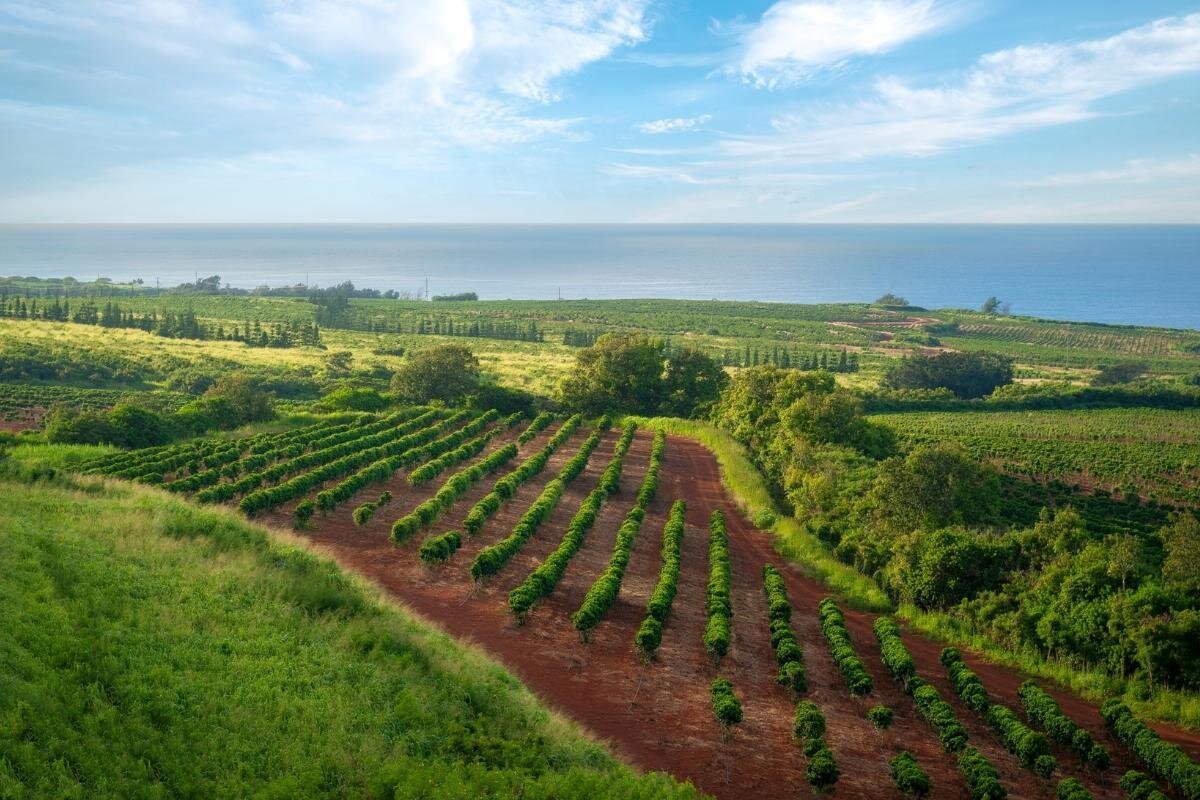 Kauai Coffee Company