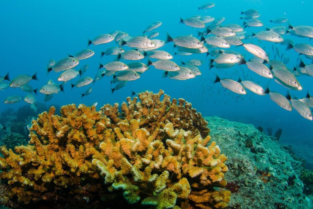 Cabo Pulmo National Marine Park