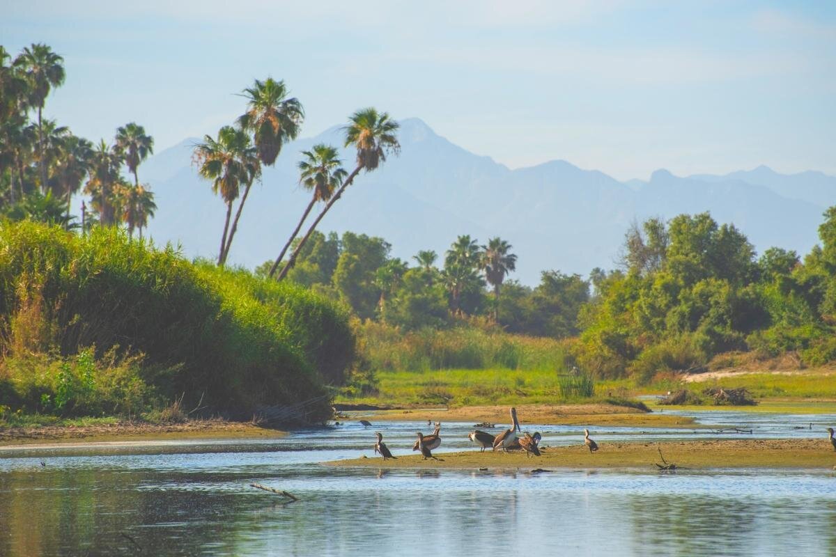San Jose Estuary (Estero San José)