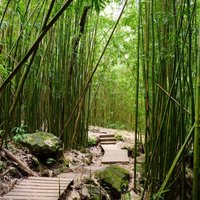 Bamboo Forest